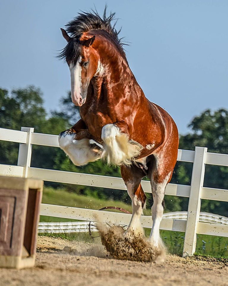 Clydesdale Horses